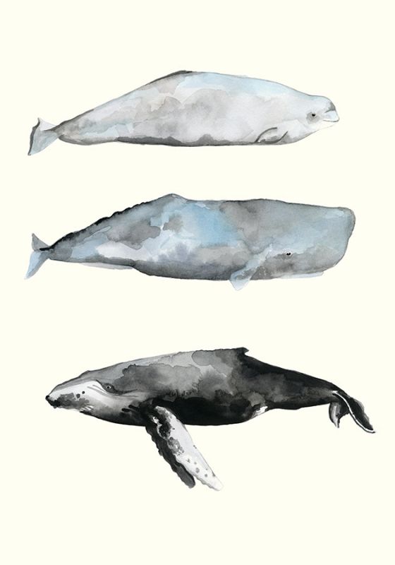 Whale Grouping 1