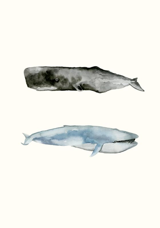 Whale Grouping 2