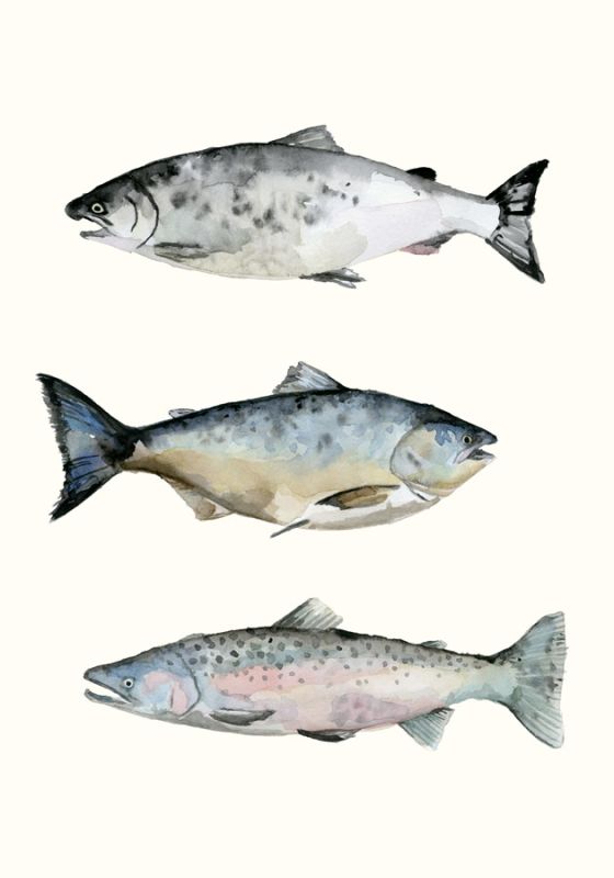 Fish Grouping 3