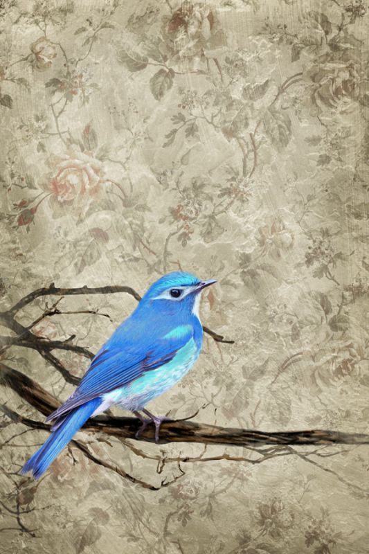 Blue Bird