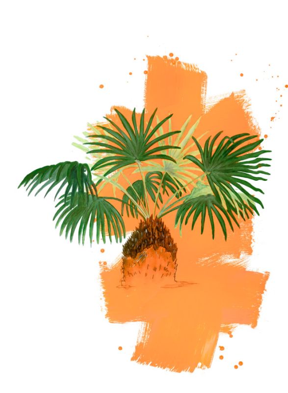 Palm 2