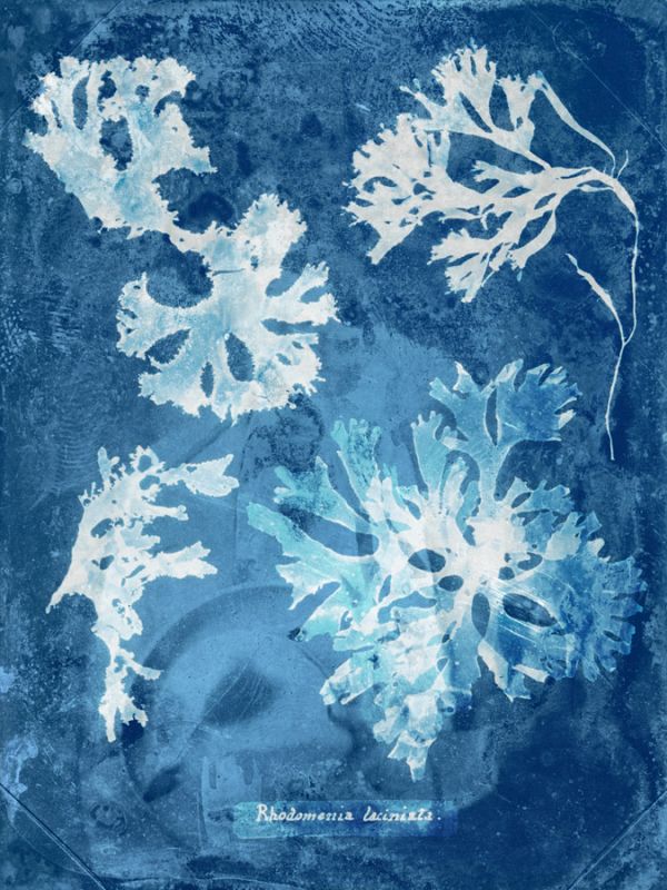 Natural Forms Blue 1