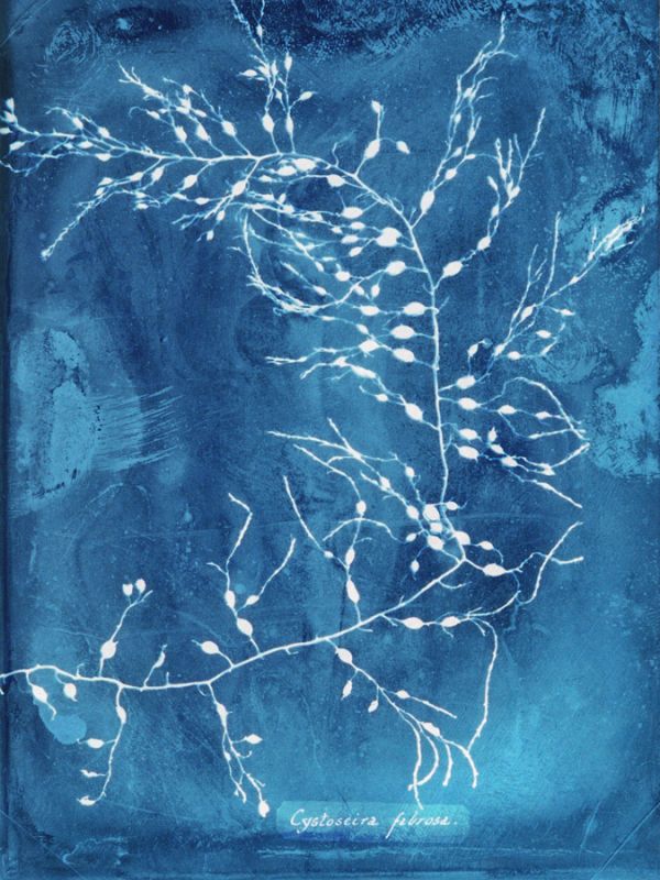 Natural Forms Blue 2