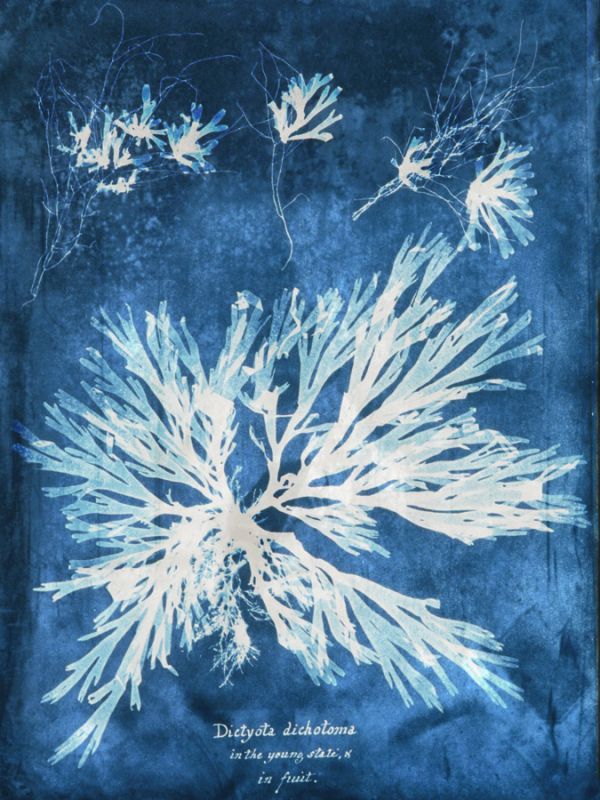 Natural Forms Blue 3