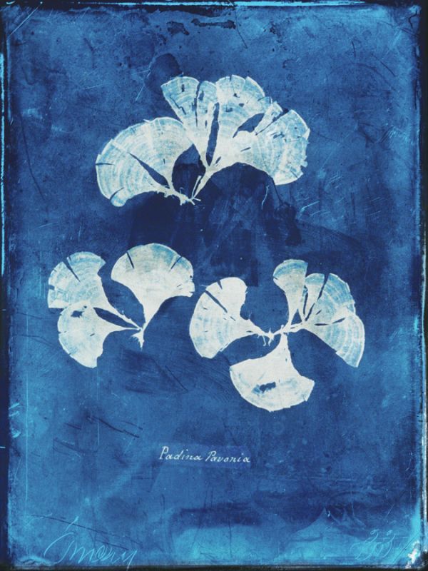 Natural Forms Blue 4