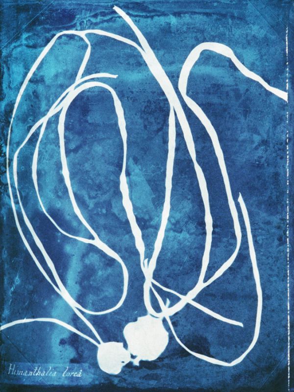 Natural Forms Blue 5