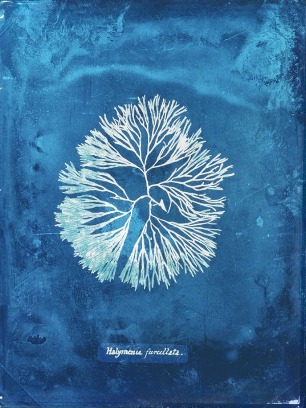 Natural Forms Blue 6