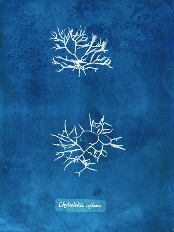 Natural Forms Blue 7