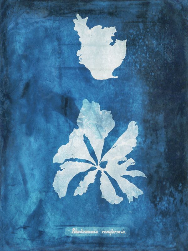 Natural Forms Blue 9