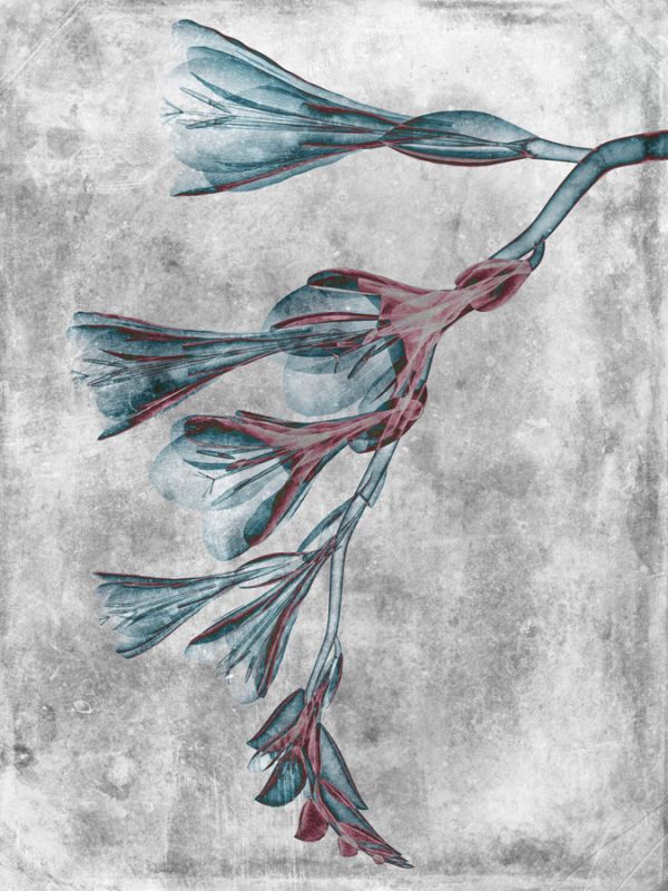 Flower Inversions 4