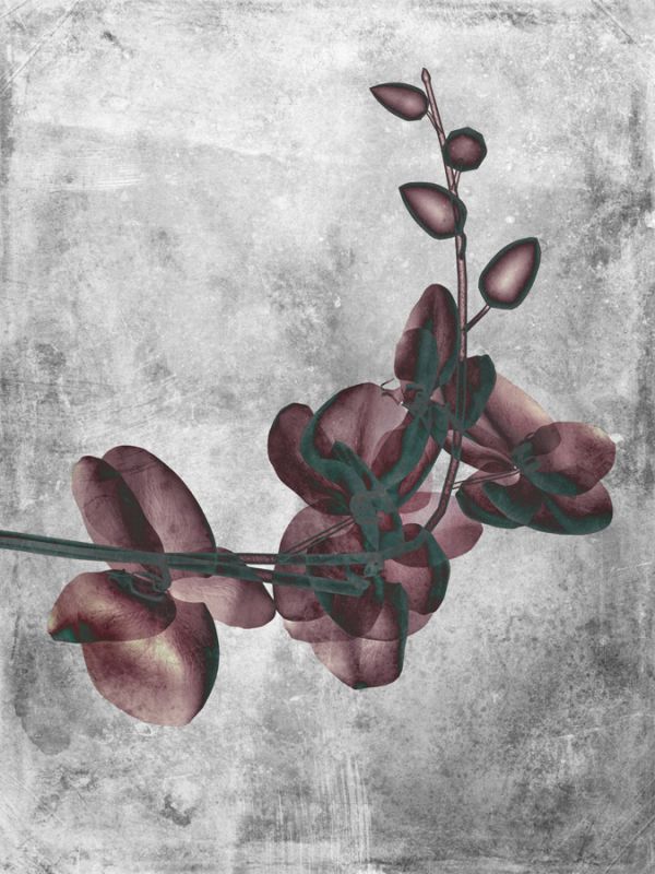 Flower Inversions 7