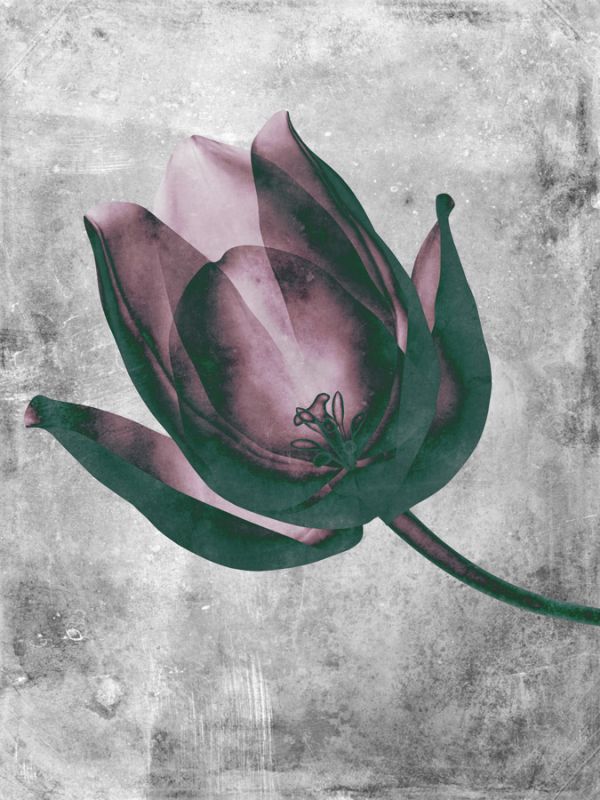 Flower Inversions 8