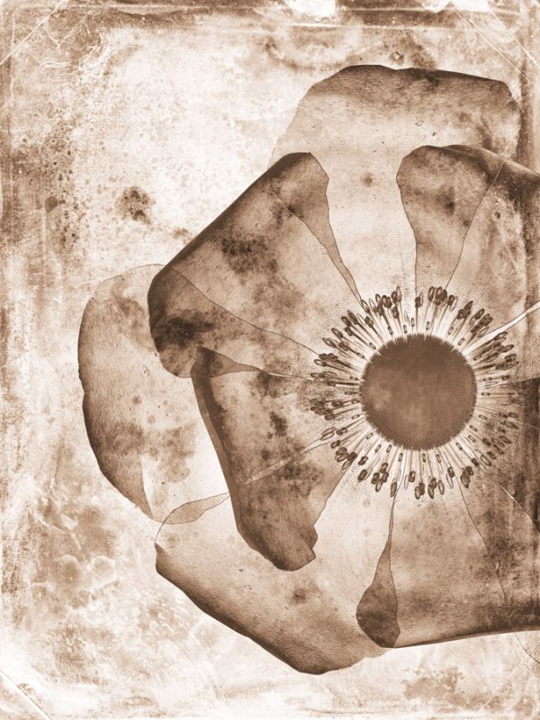 Sepia Flower Inversions 1