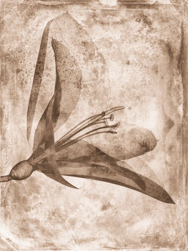 Sepia Flower Inversions 2
