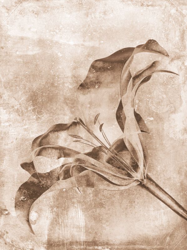 Sepia Flower Inversions 3