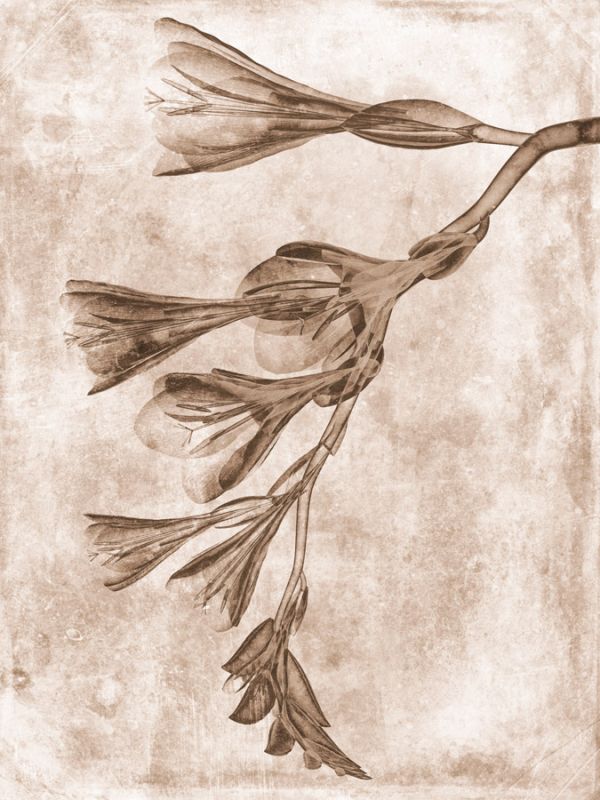 Sepia Flower Inversions 4