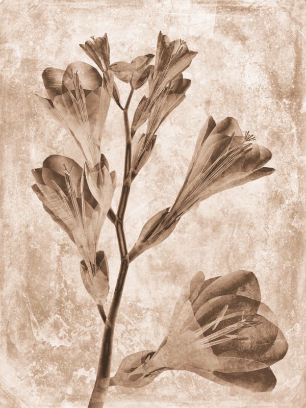 Sepia Flower Inversions 5