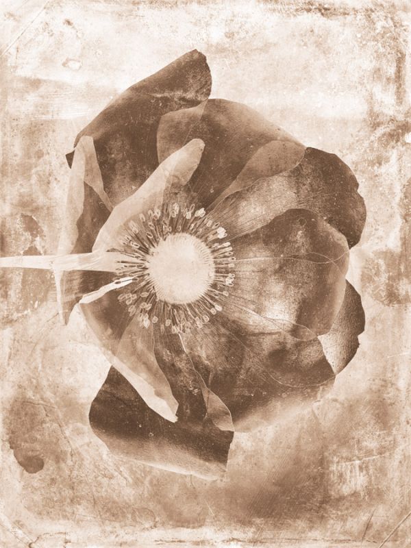 Sepia Flower Inversions 6