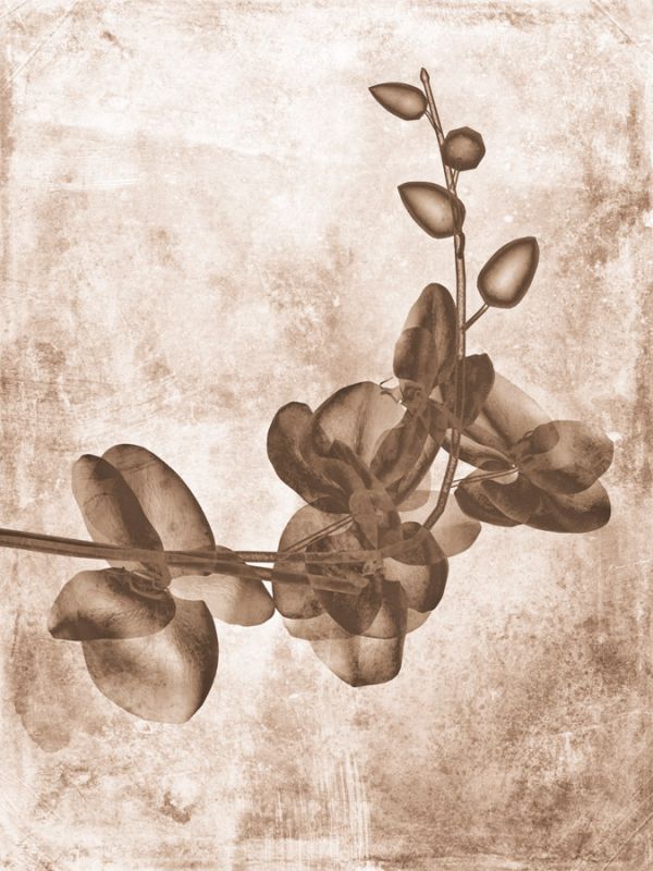 Sepia Flower Inversions 7