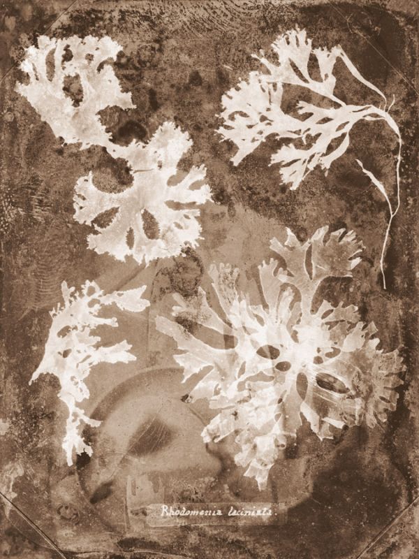 Natural Forms Sepia 1