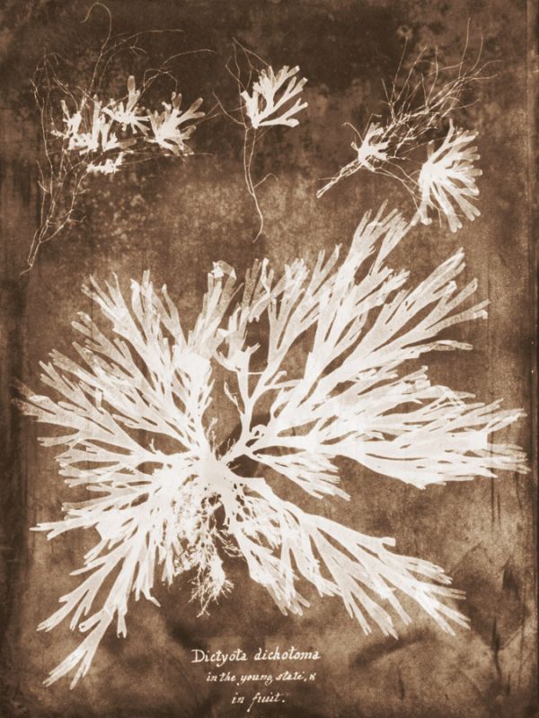 Natural Forms Sepia 3
