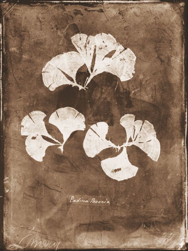 Natural Forms Sepia 4