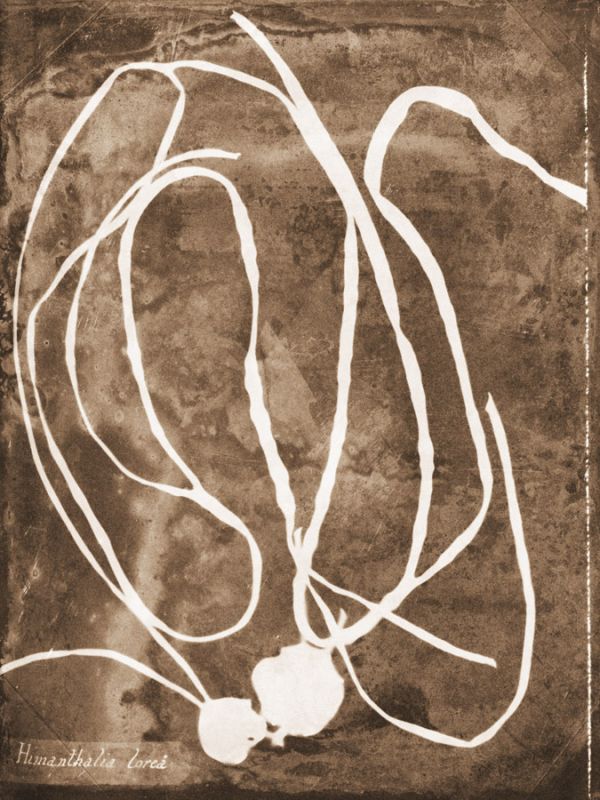 Natural Forms Sepia 5