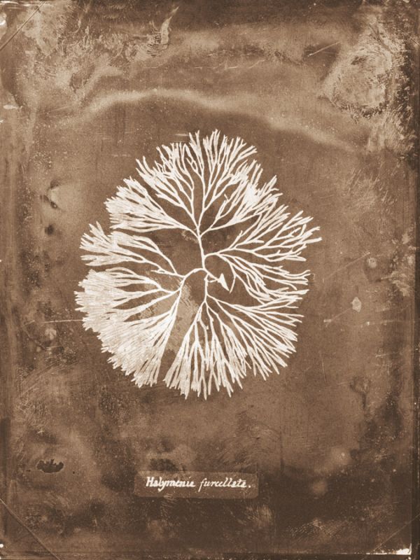 Natural Forms Sepia 6