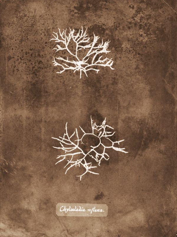 Natural Forms Sepia 7