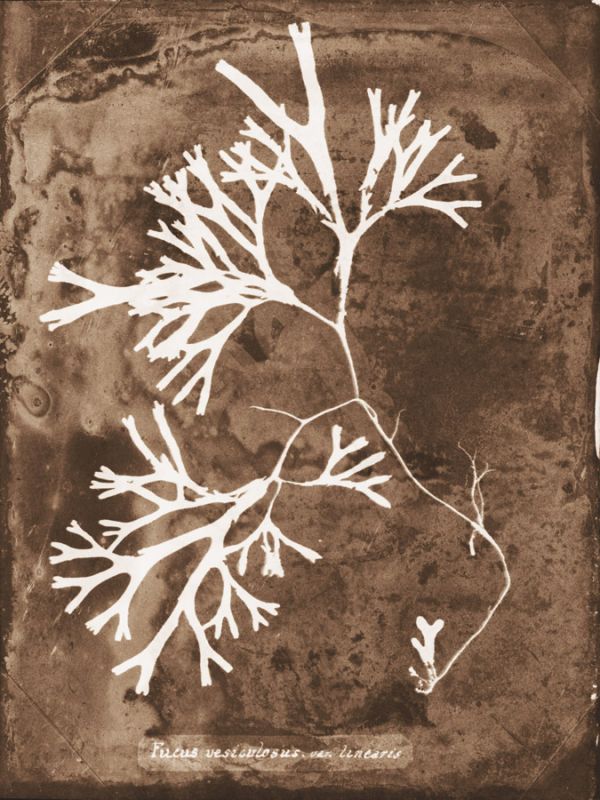 Natural Forms Sepia 8