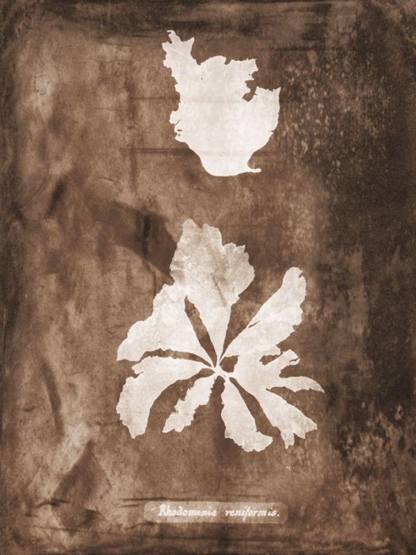 Natural Forms Sepia 9