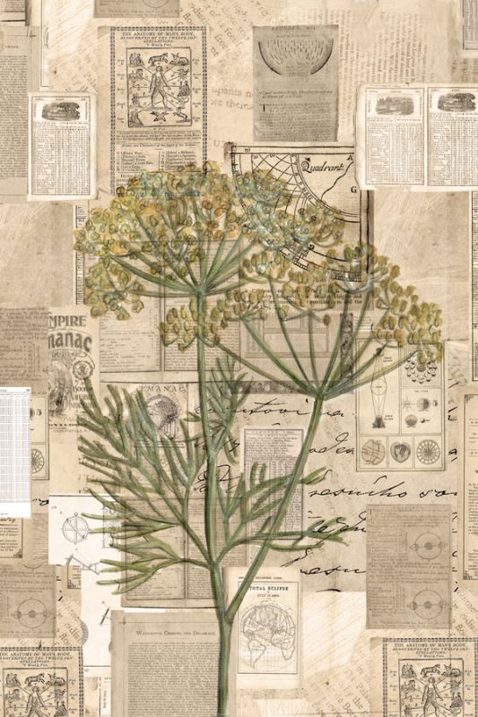 Academic Yellow Wildflower Illustration