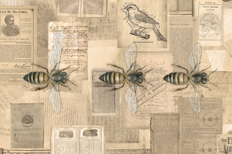 Academic Bee illustration