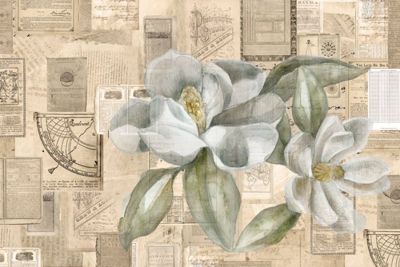 Academic Magnolia Illustration