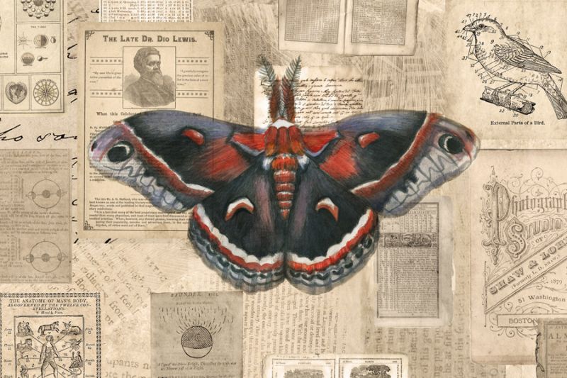 Academic Moth Illustration