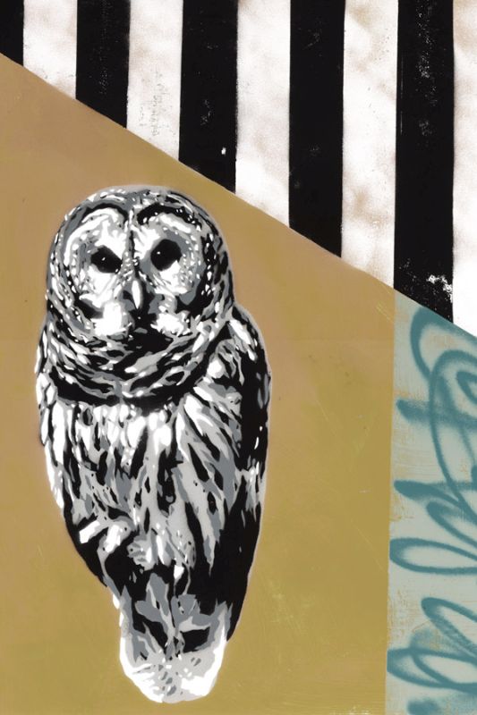 Barred Owl - Recolor