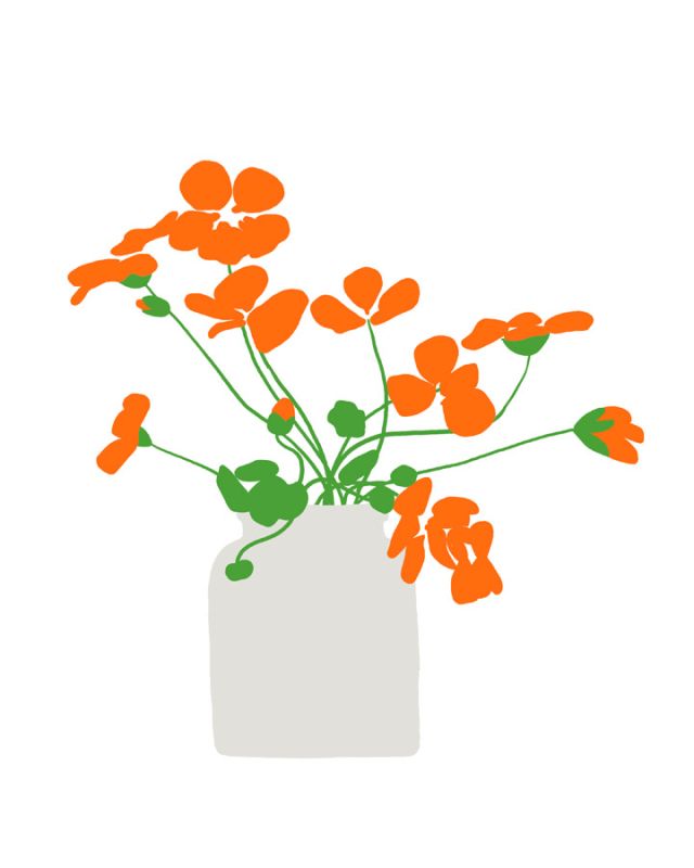 Nasturtium In Vase