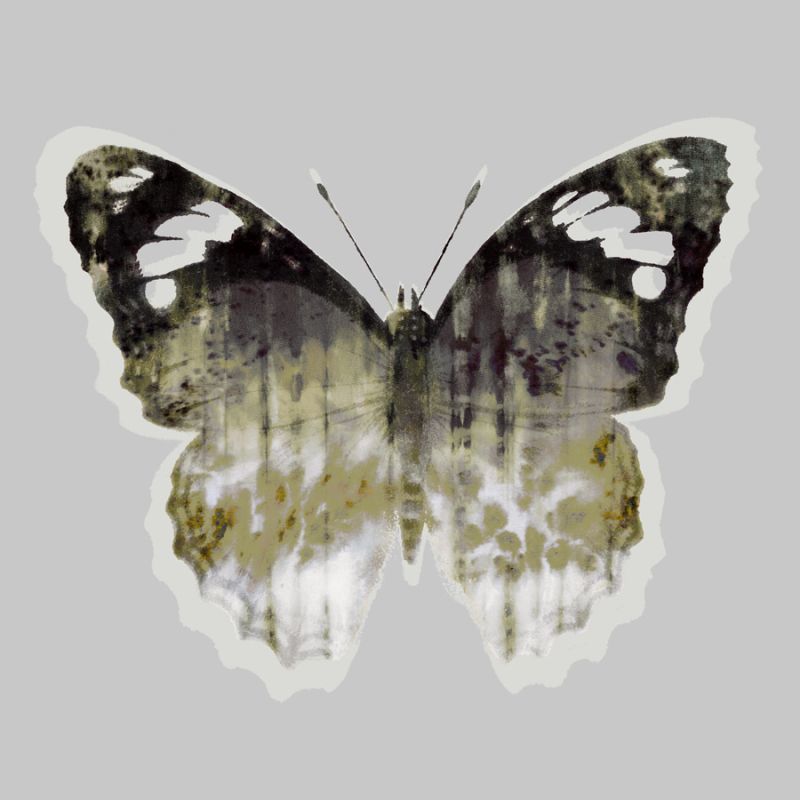 Painted Butterfly 1