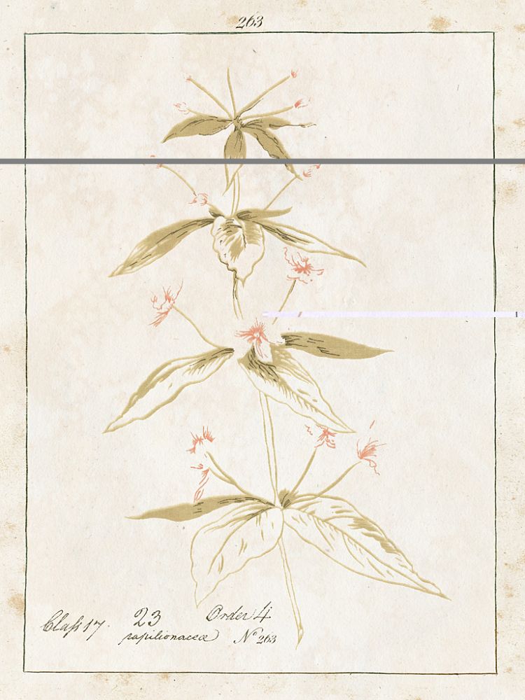 Flowers on White III with Words