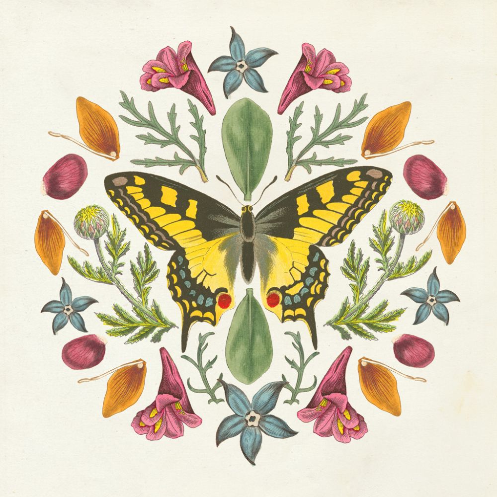 Butterfly Mandala III