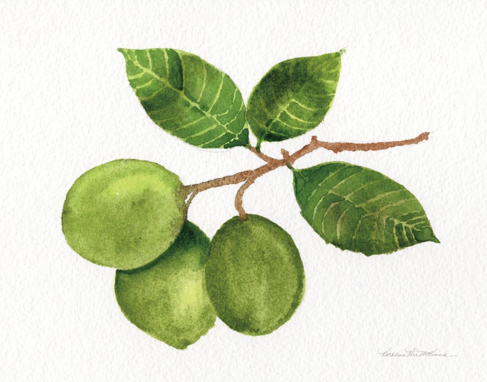 Citrus Garden II