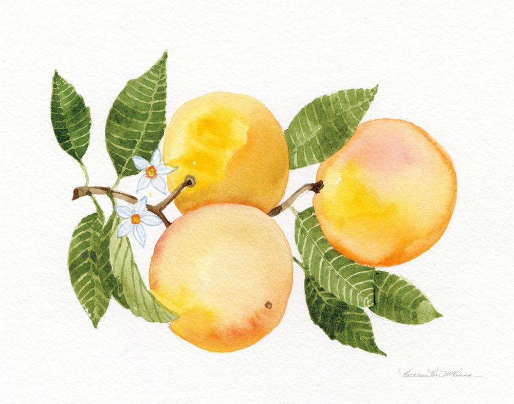 Citrus Garden III