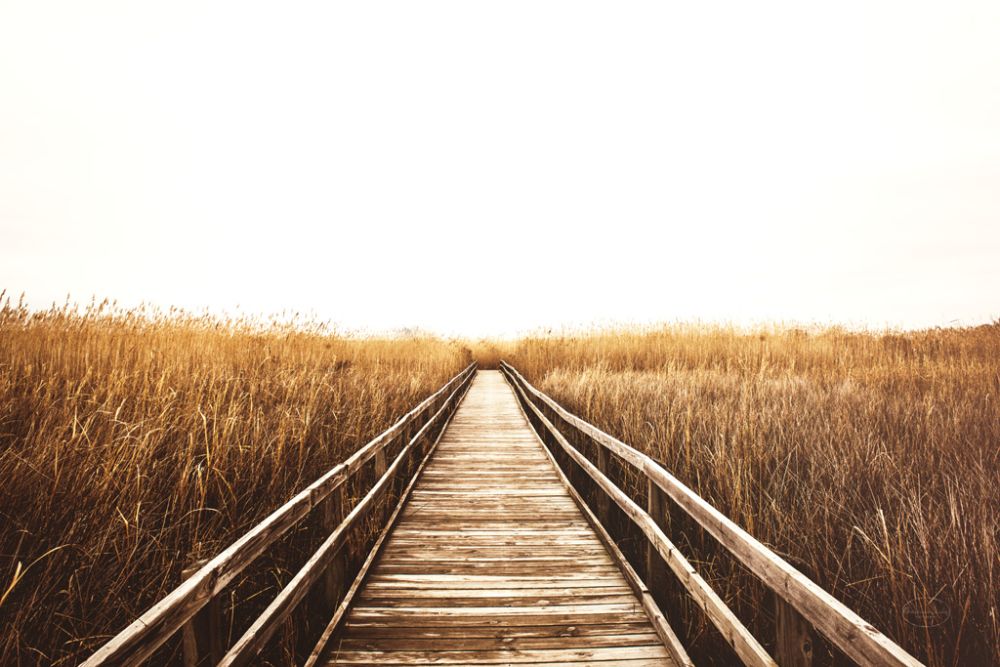 Fall Walk I