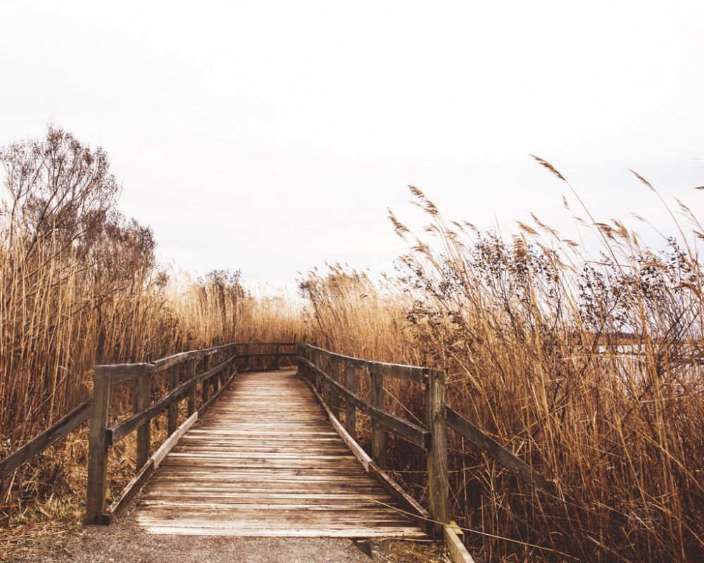 Fall Walk II
