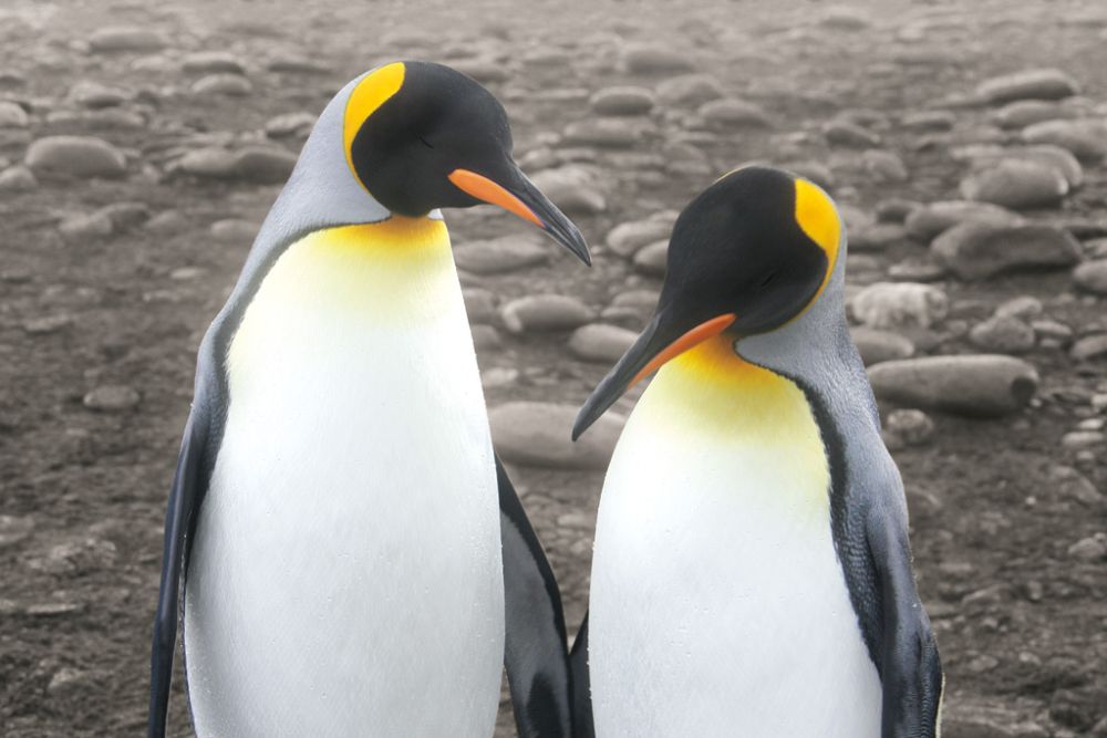 Courting