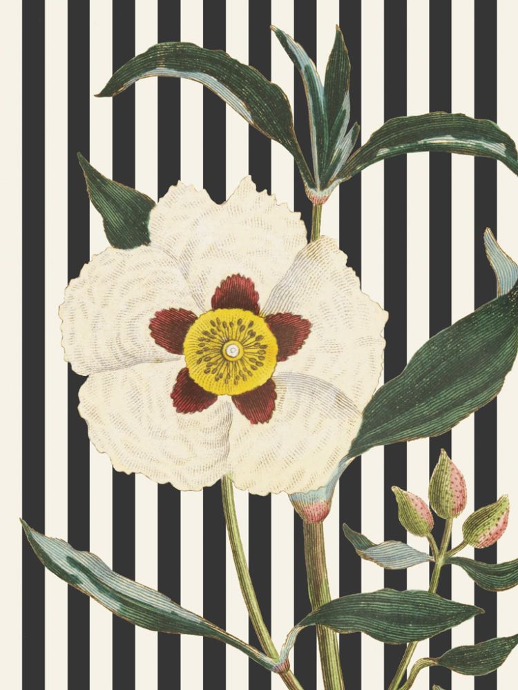 Herbal Botanical XXVII Bold