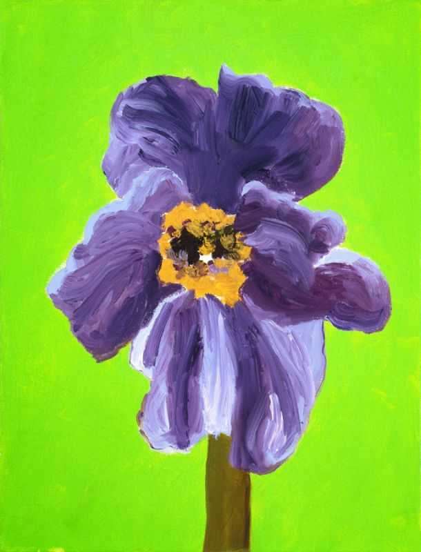 Purple Poppy