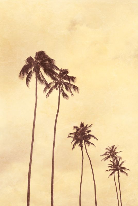 Palm Vista III