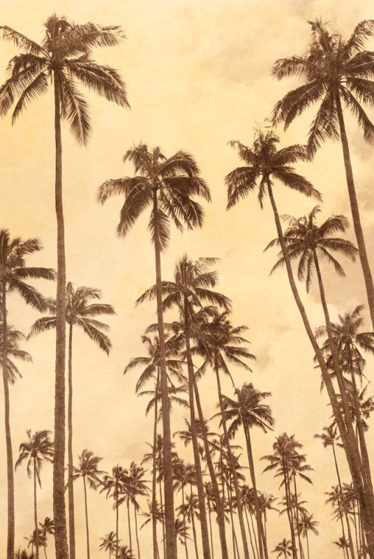 Palm Vista VI