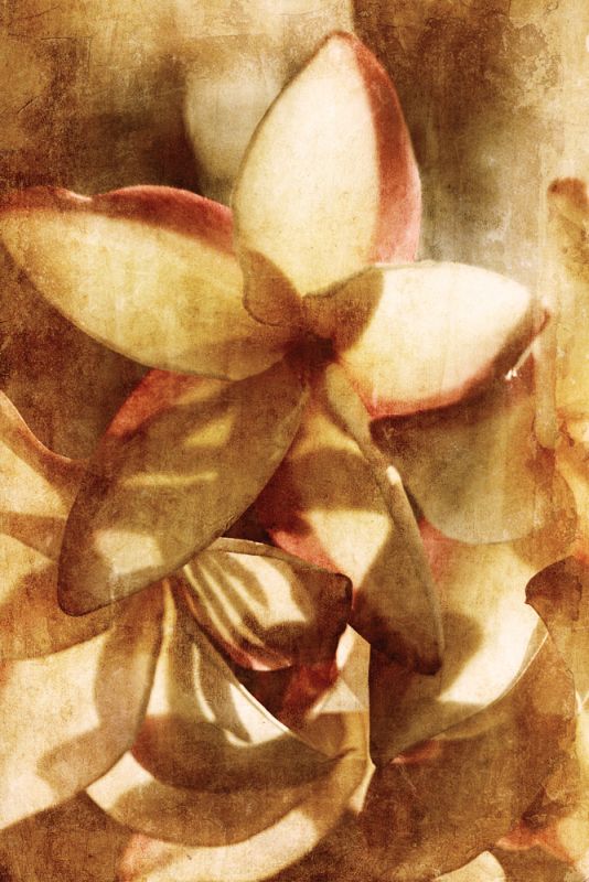 Plumeria